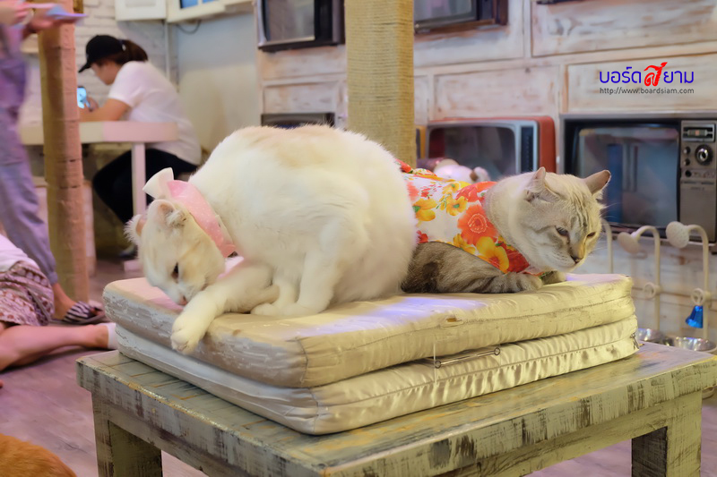 Caturday Cat Cafe-17_resize