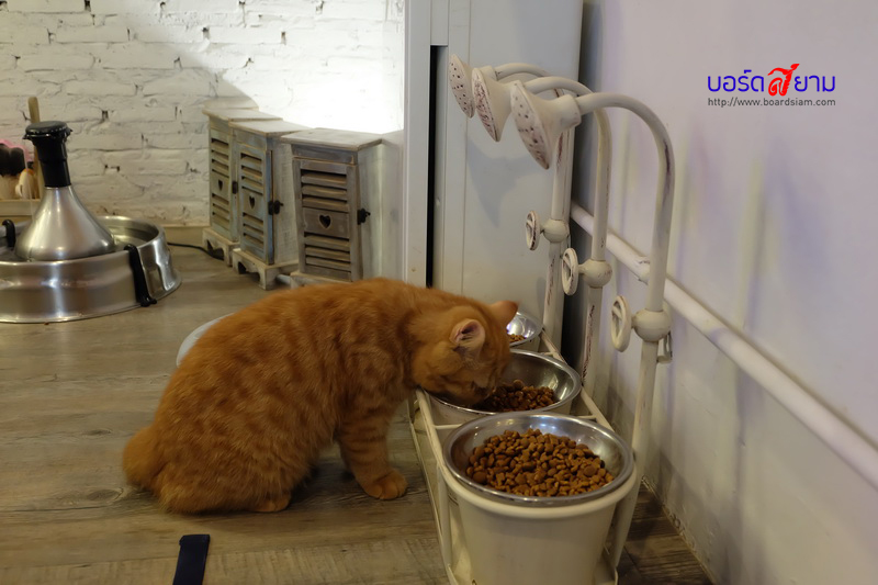 Caturday Cat Cafe-18_resize