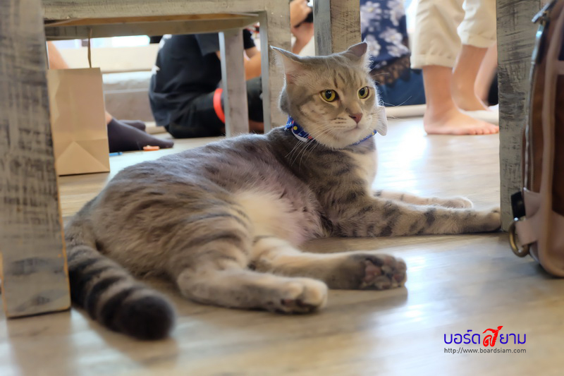 Caturday Cat Cafe-24_resize