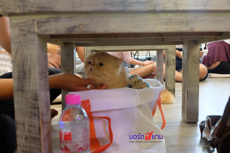 Caturday Cat Cafe-41_resize