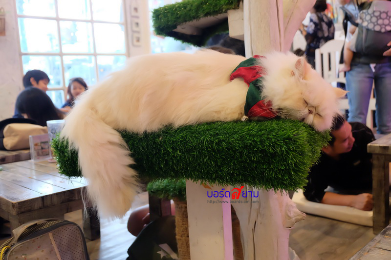 Caturday Cat Cafe-44_resize