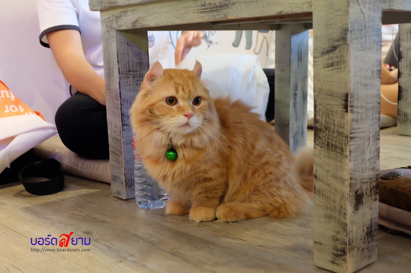 Caturday Cat Cafe-45_resize