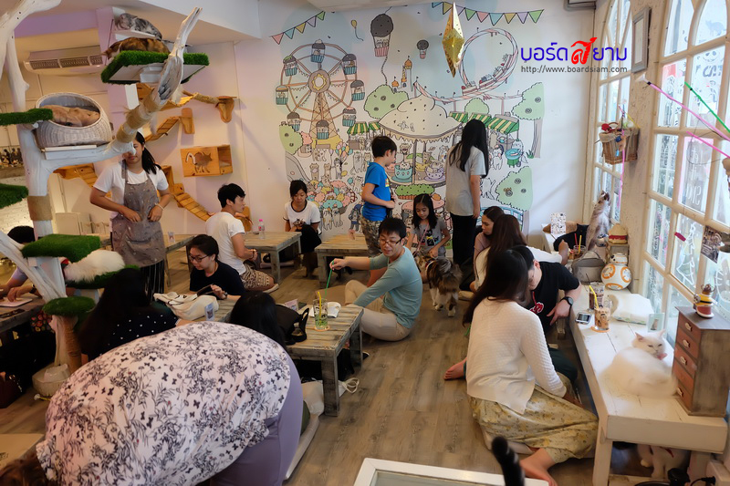 Caturday Cat Cafe-46_resize